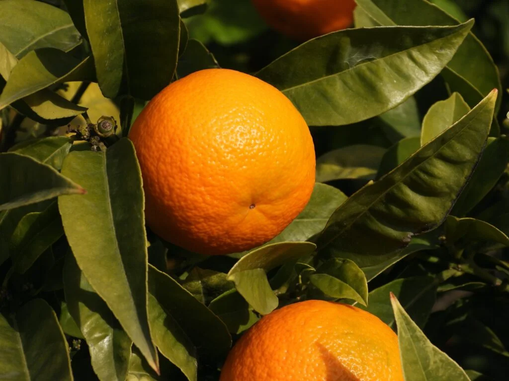 can we eat orange in summer