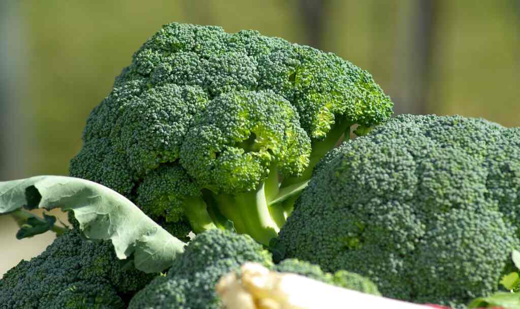 Can we eat raw broccoli