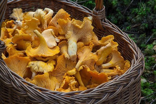 Can we eat mushroom during pregnancy