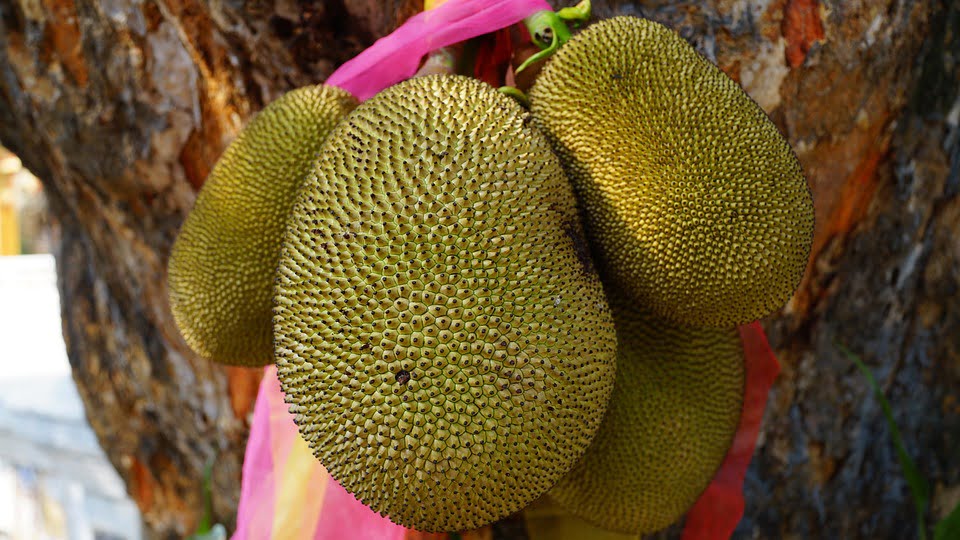 Can We Eat Jackfruit During Pregnancy?