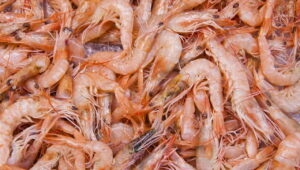 Can we eat shrimp shells?