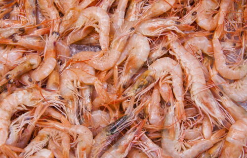 Can we eat shrimp shells?