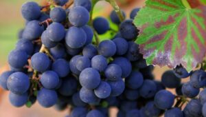 Can we eat grape stems?