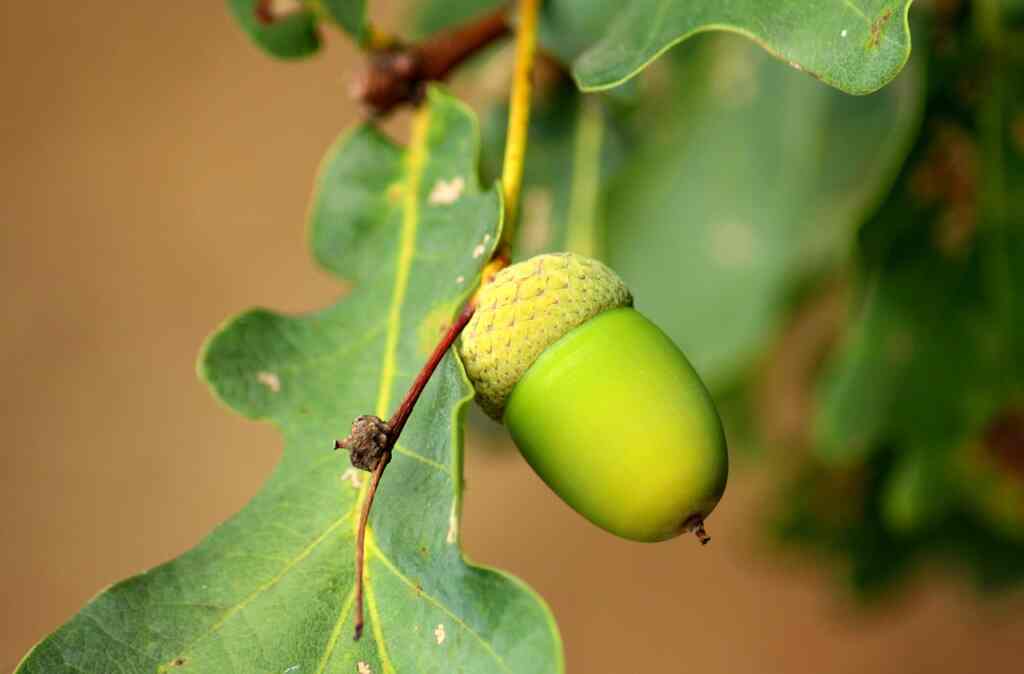 Can we eat acorns?