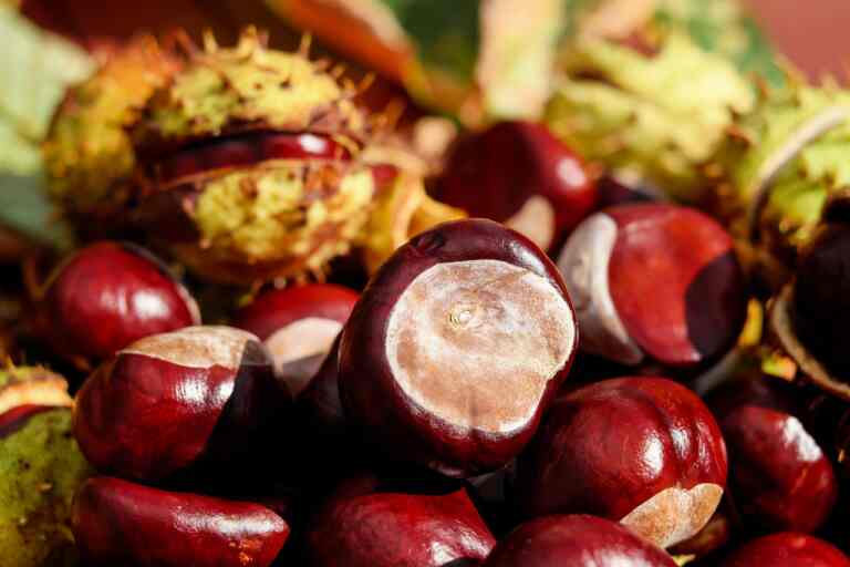 Can we eat chestnuts?