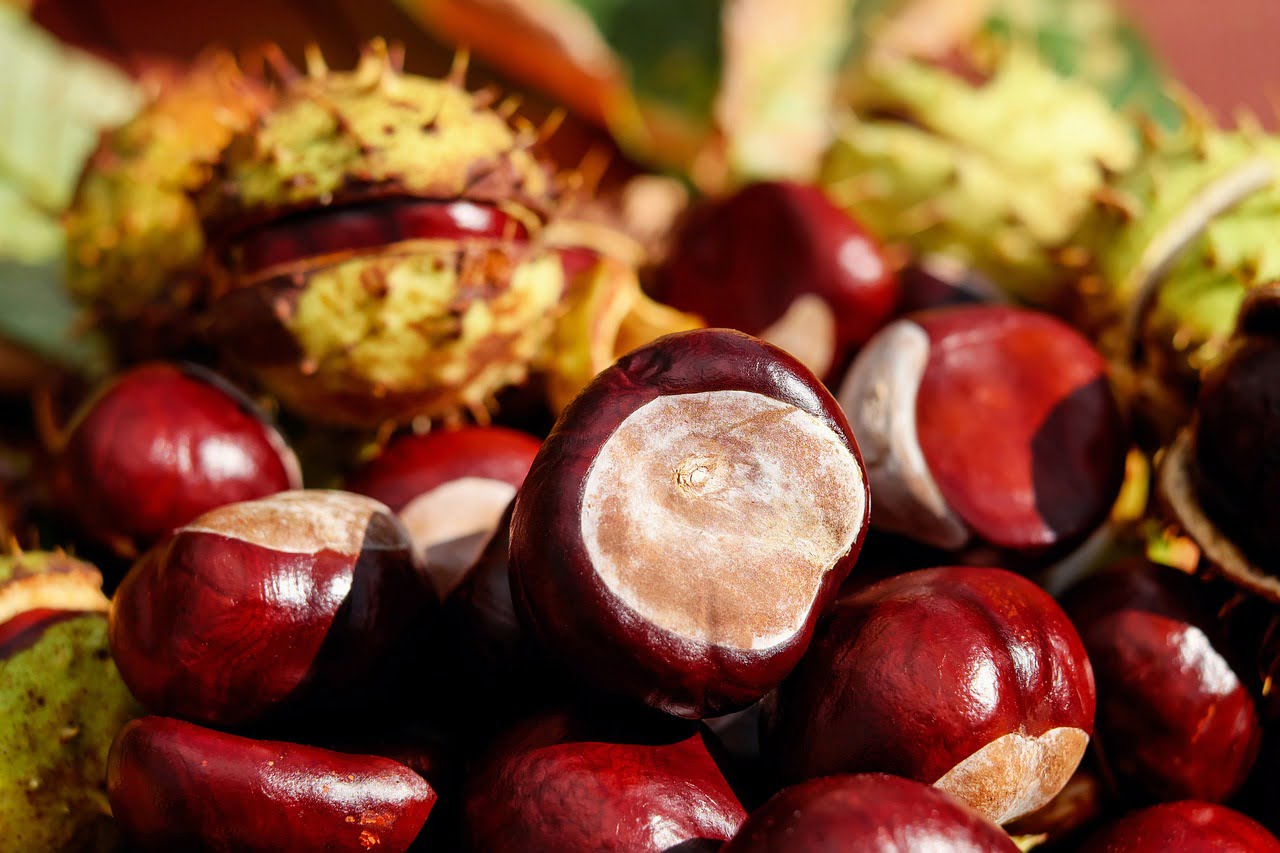 Can we eat chestnuts?