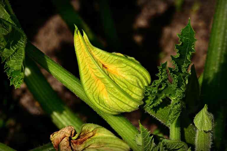 Can we eat zucchini flowers?