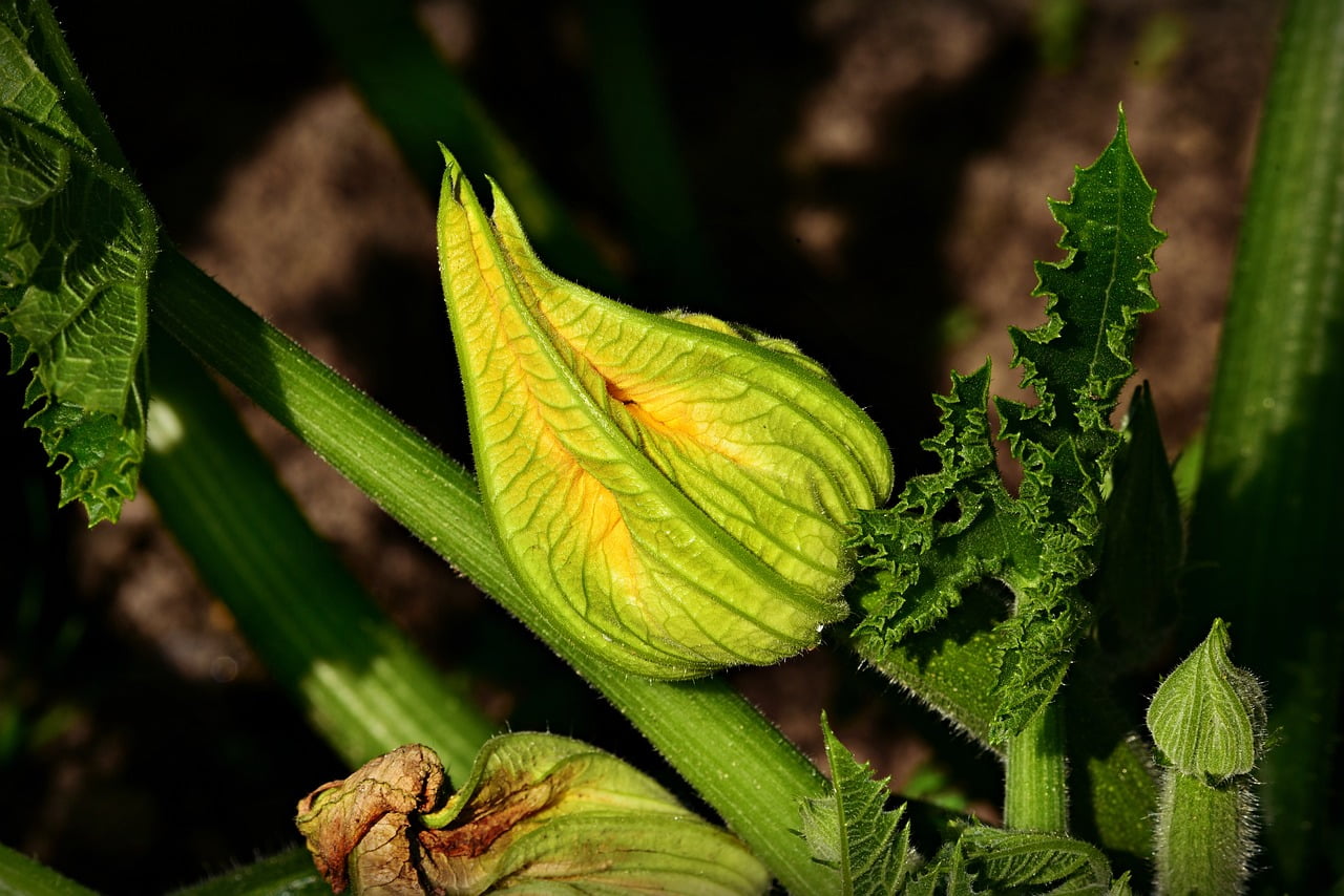 Can we eat zucchini flowers?