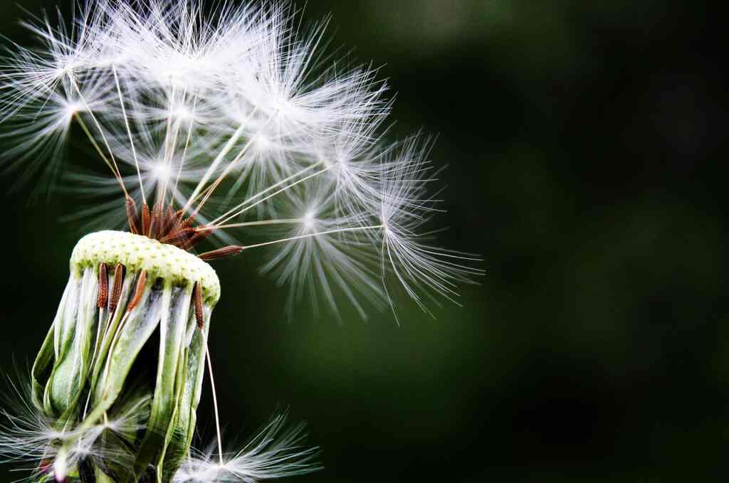 Can we eat dandelion greens?