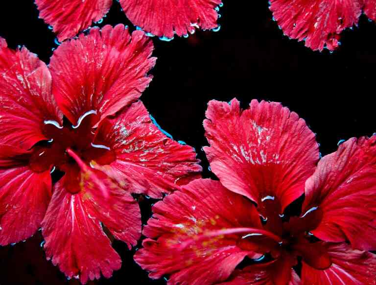 Can we eat hibiscus petals?