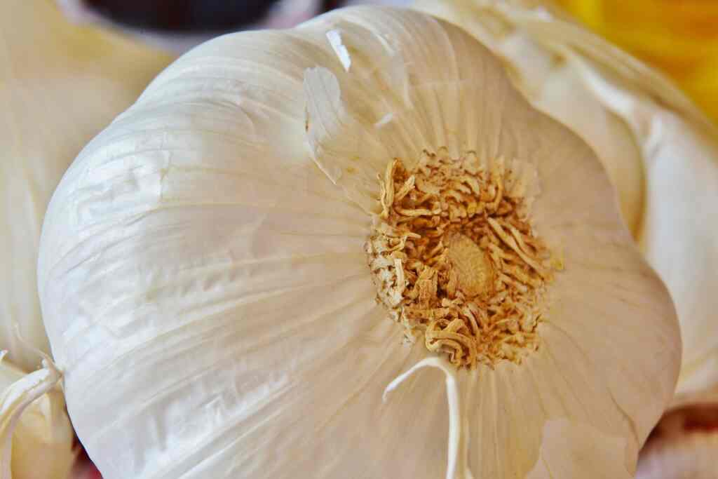 Can we eat garlic shoots