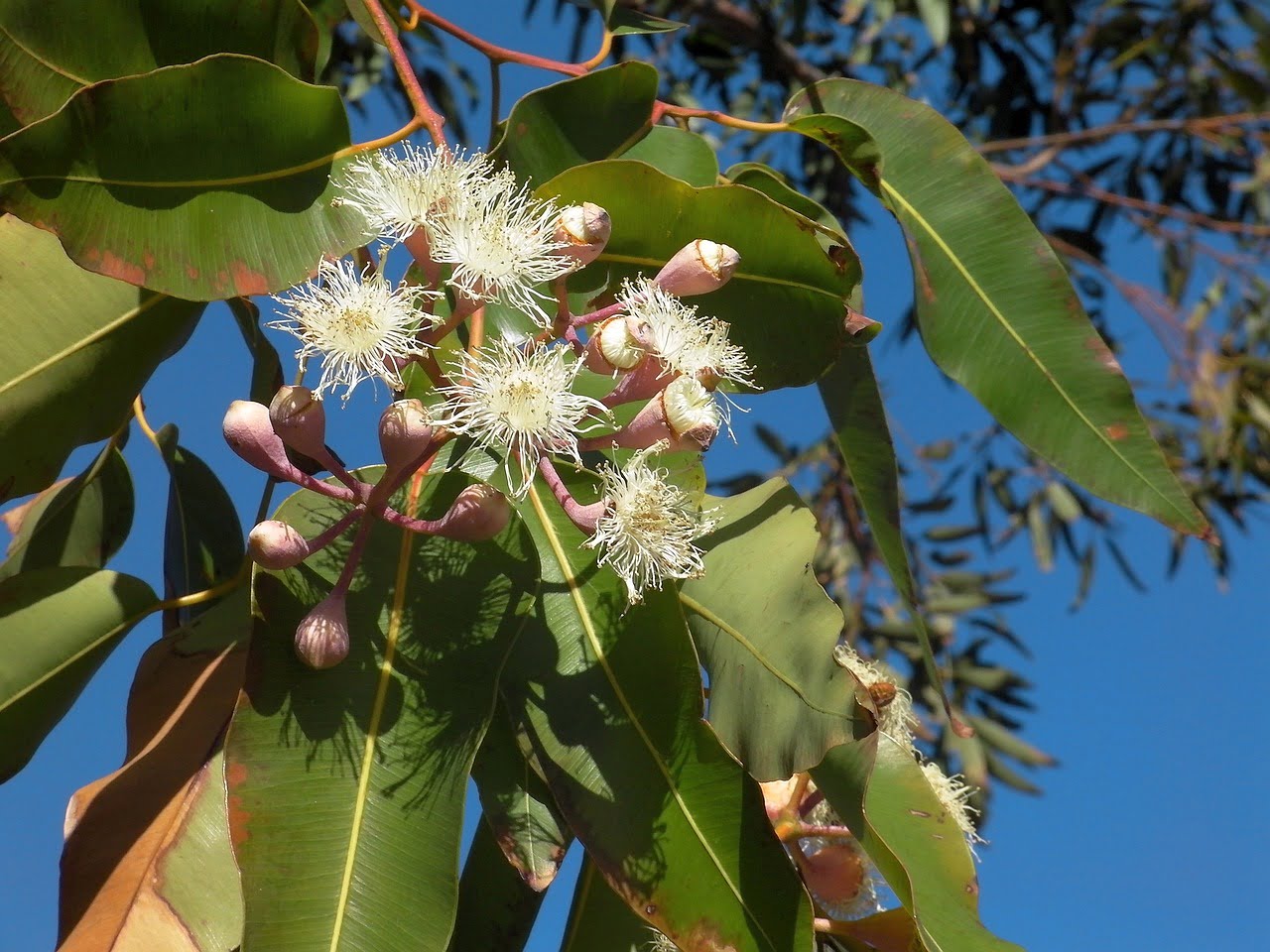 Can we eat eucalyptus leaves?