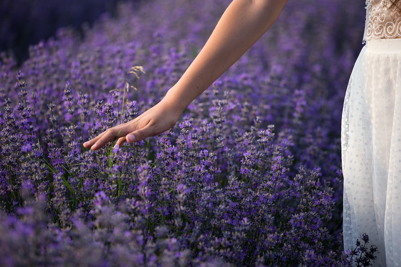 Can we eat lavender flowers?