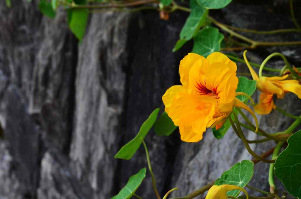 Can we eat nasturtium flowers?