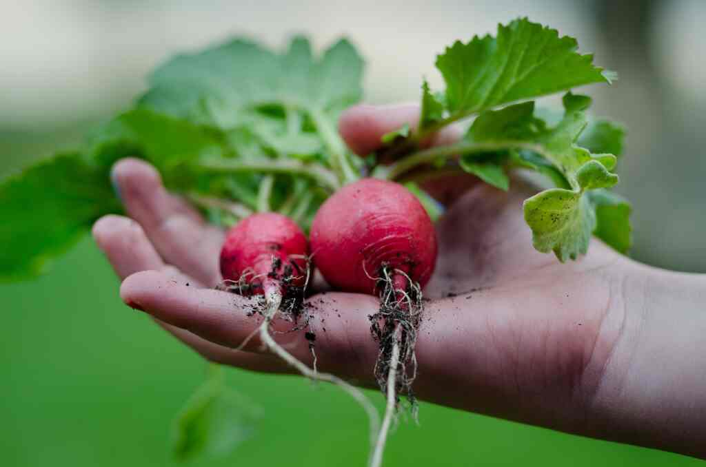 Can we eat radish greens?