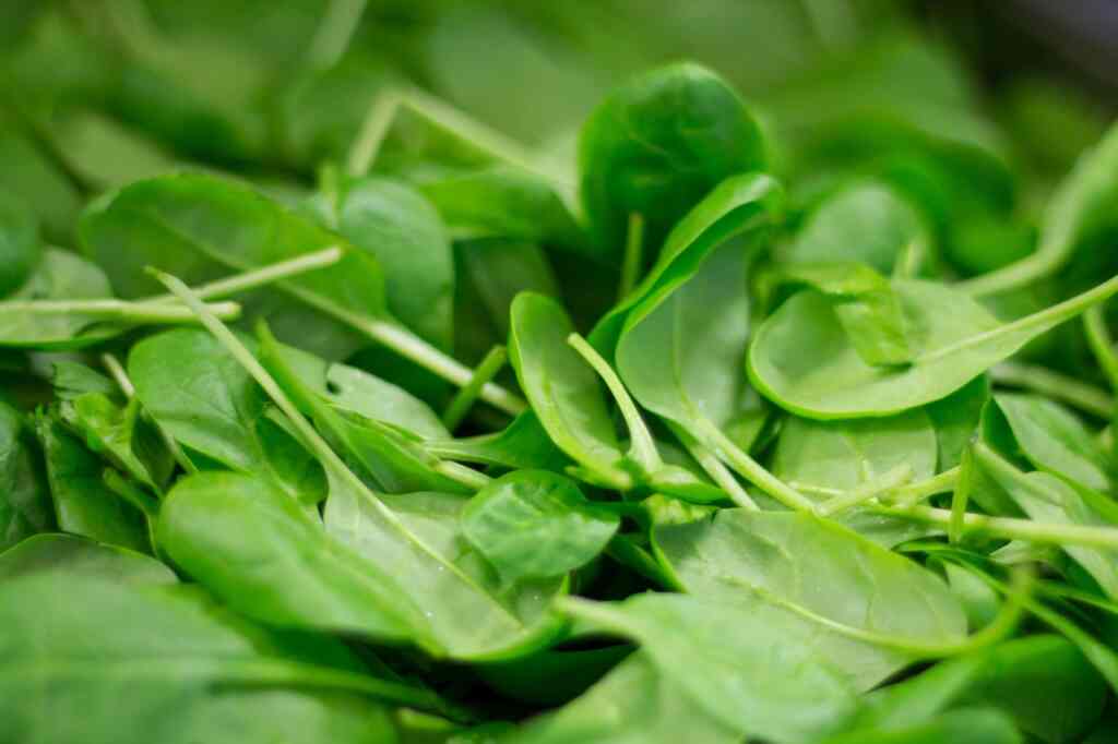 Can You Eat Spinach Stems?