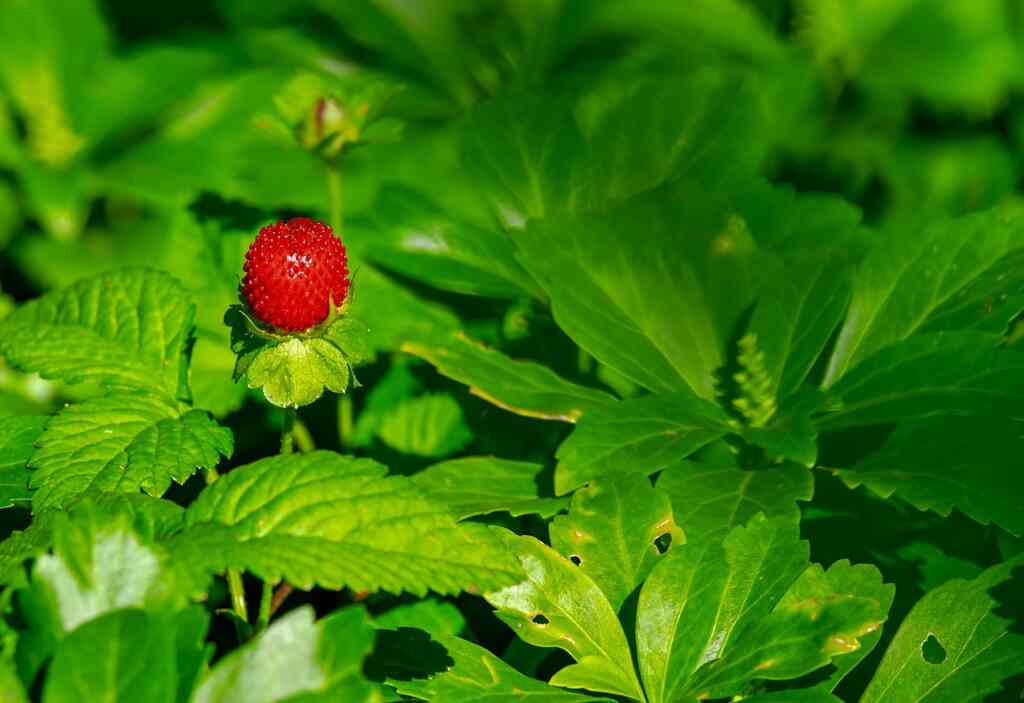 Can we eat strawberry leaves?