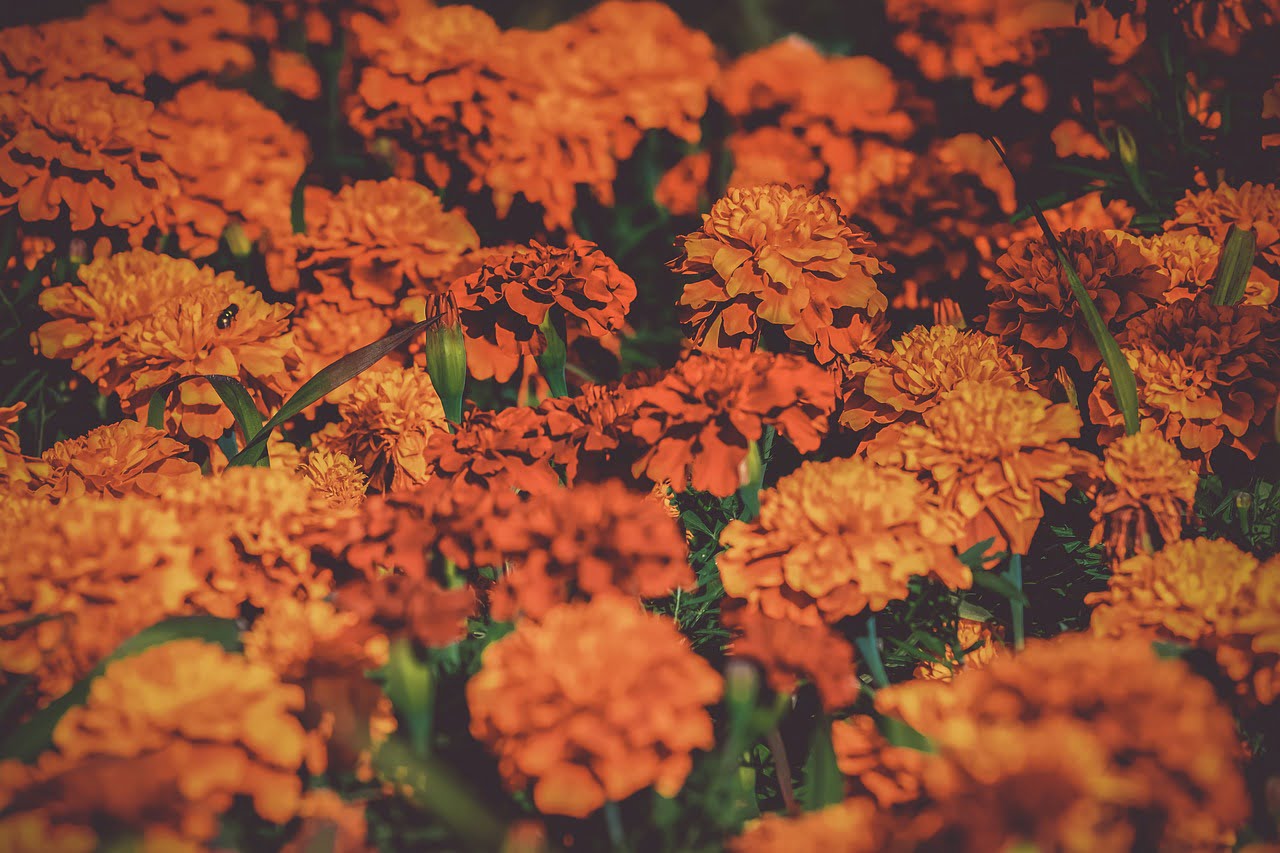 Can we eat marigold petals?