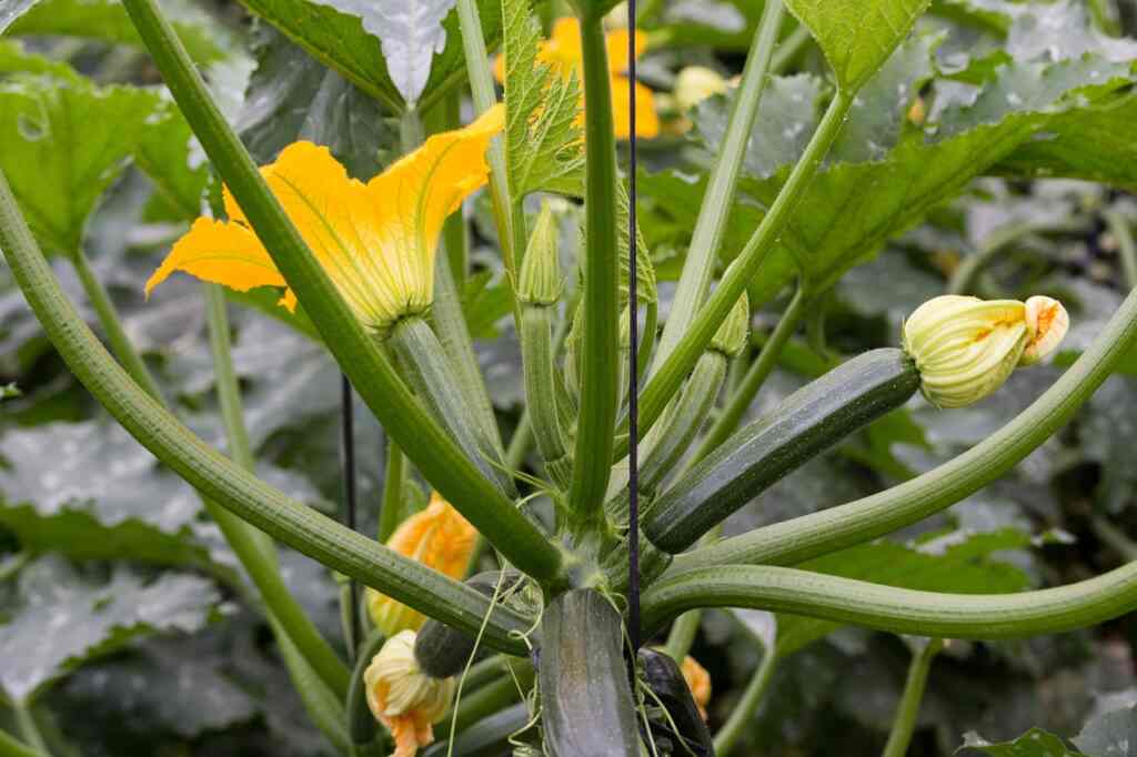 Can we eat zucchini flowers?